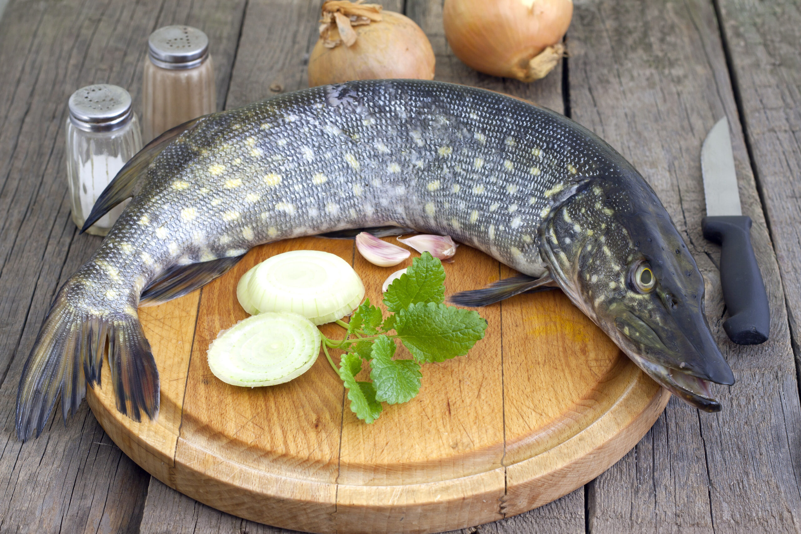 Pike raw fish preparation to baking in the kitchen
