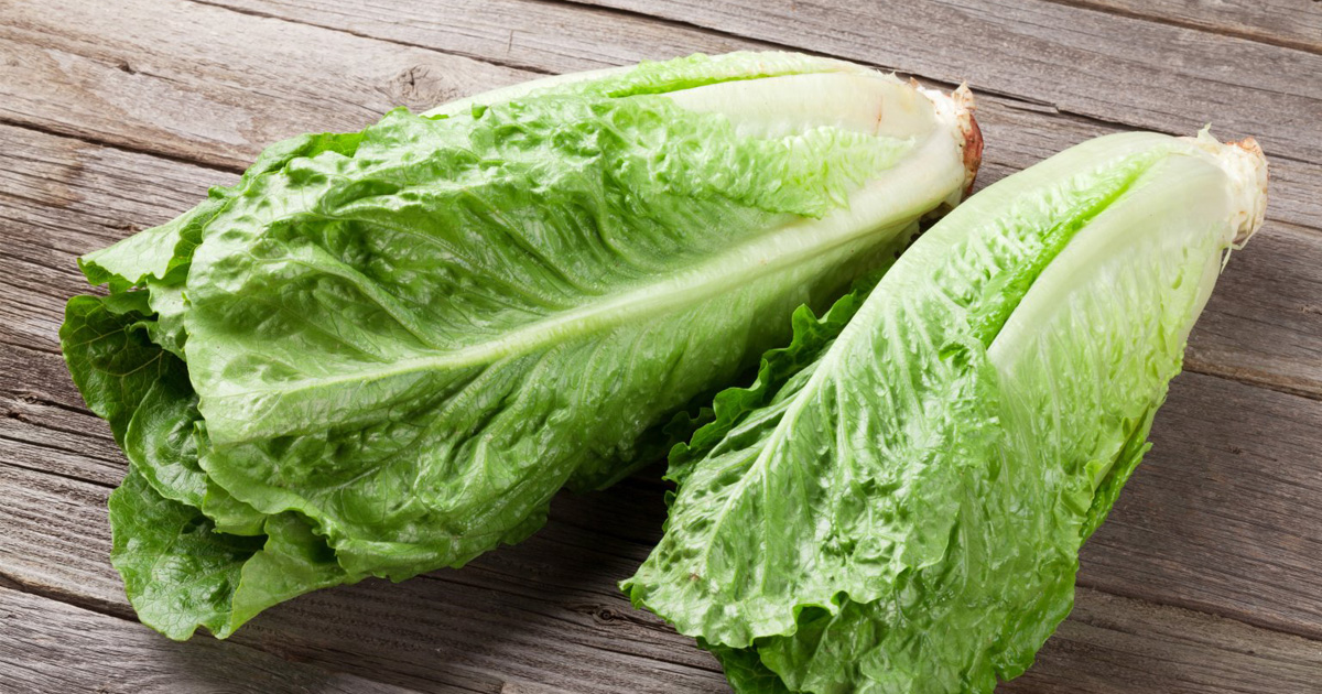 laitue-romaine-e-coli