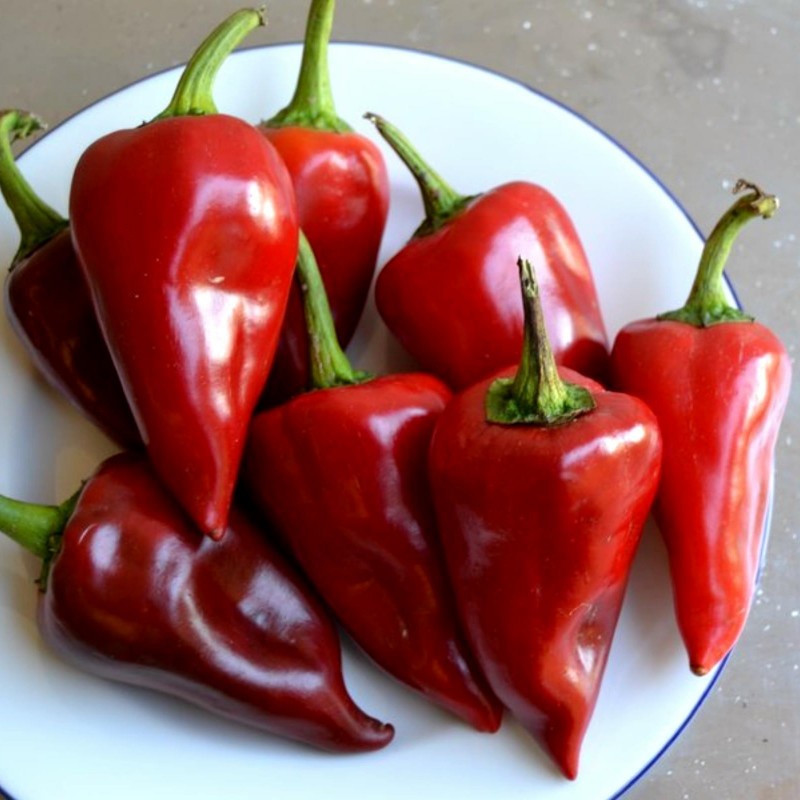 graines-de-piment-de-piquillo